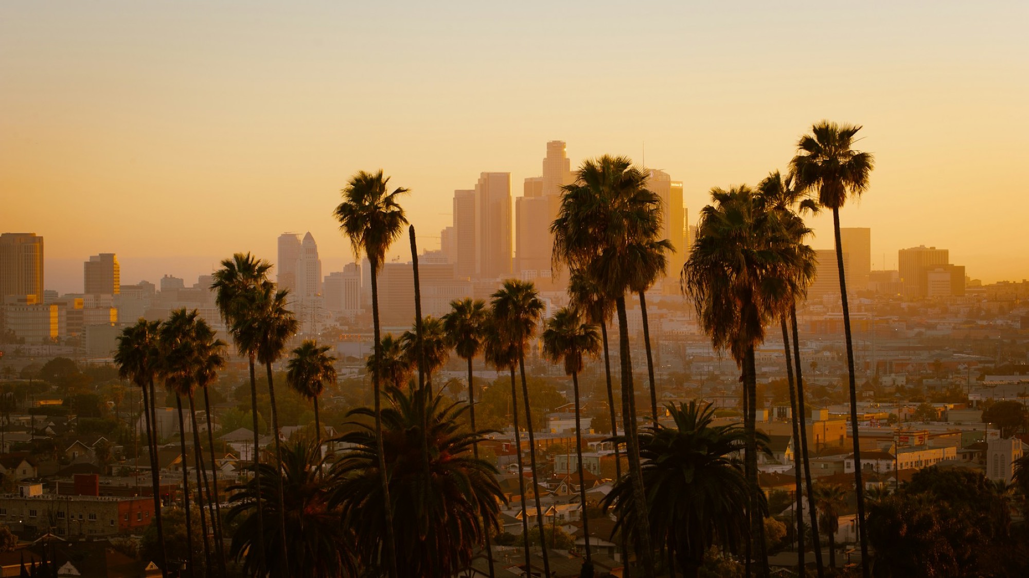 Palm trees in front of the downtown Los Angeles skyline at golden hour