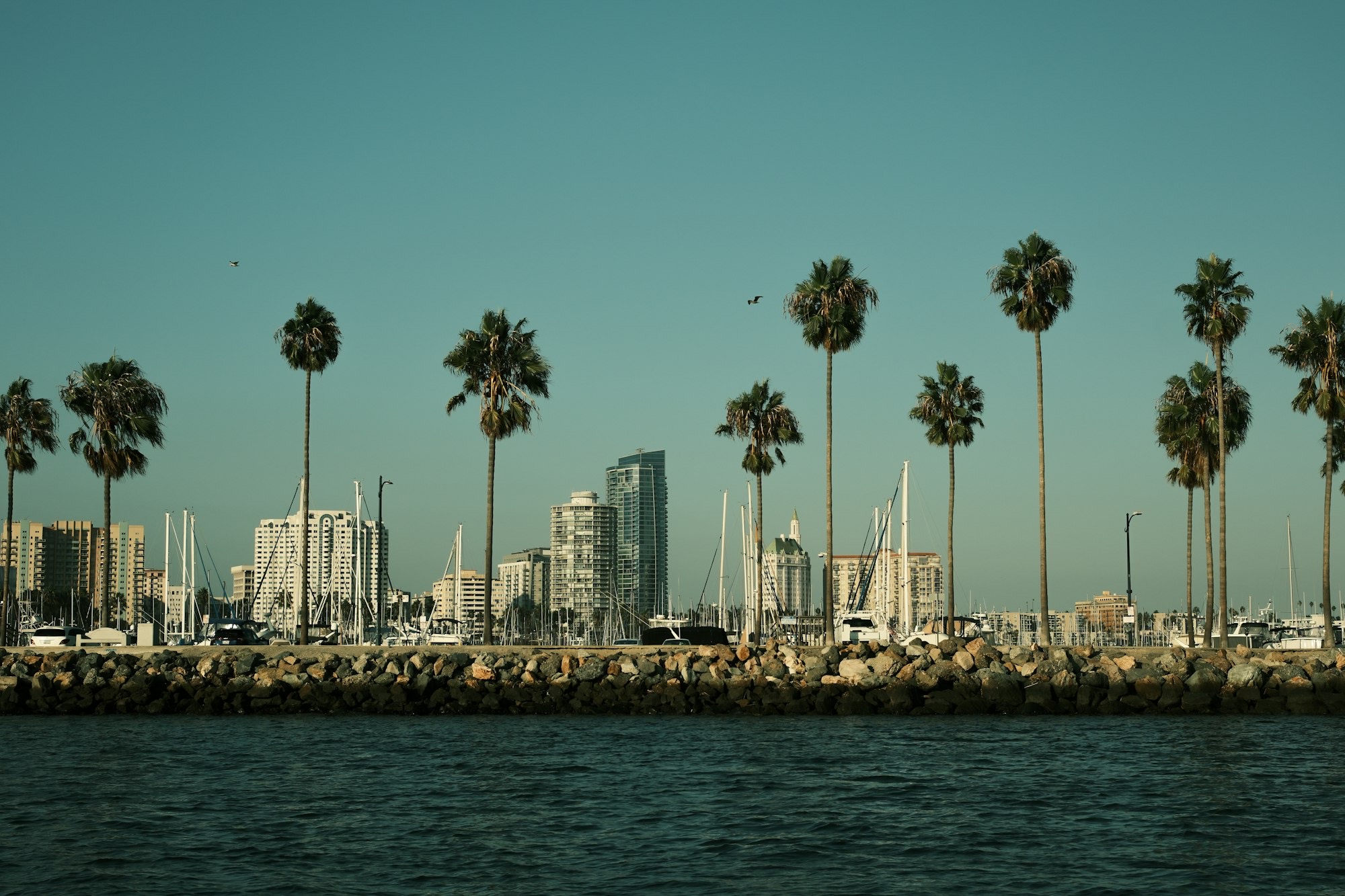Palm trees along the Long Beach marina with sailboat masts and downtown towers behind