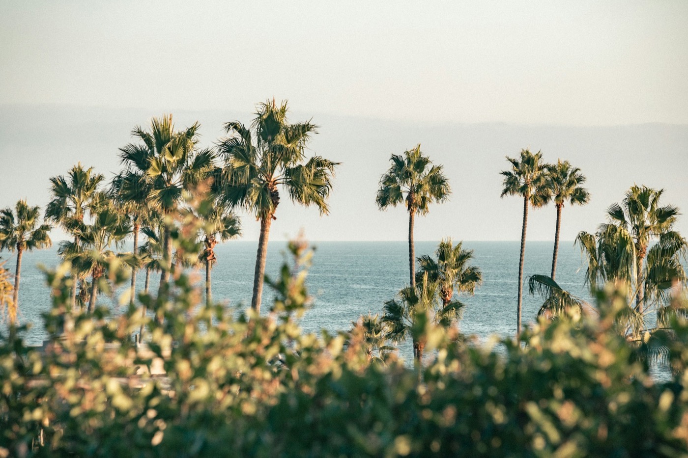 Palm trees above the ocean in Corona del Mar